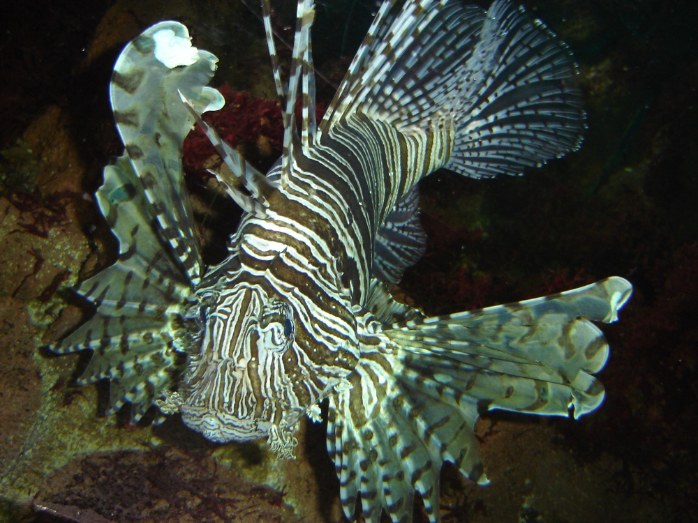 .Magnifique spécimen d'un poisson-scorpion évoluant dans l'un des aquariums du Dählhölzli Berne.
